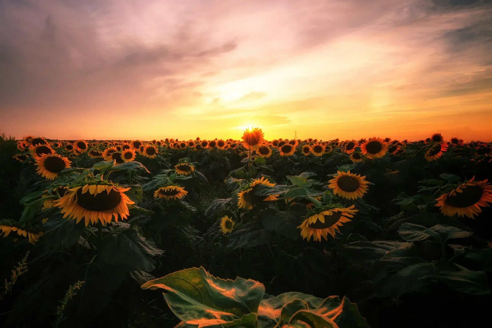 A sunflower field at sunset in Mattituck
