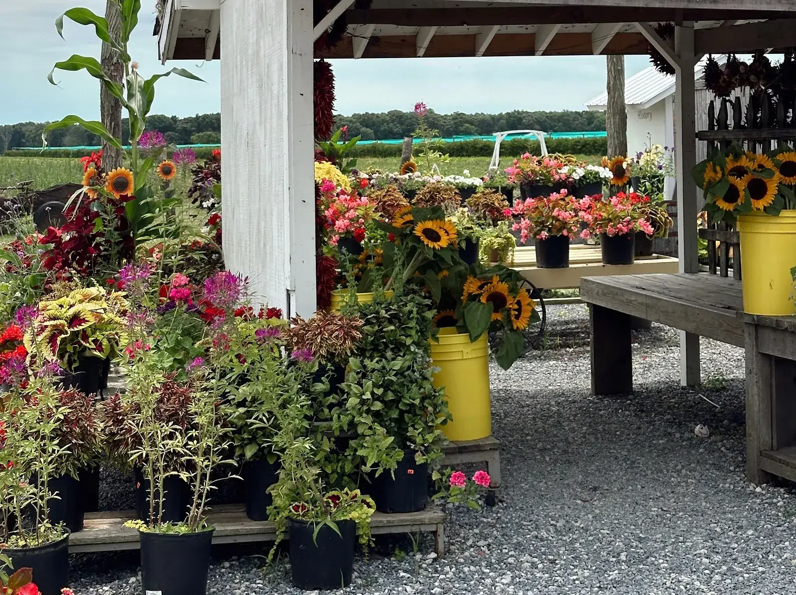 A North Fork farm stand with sunflowers and potted summer flowers under a wooden roof