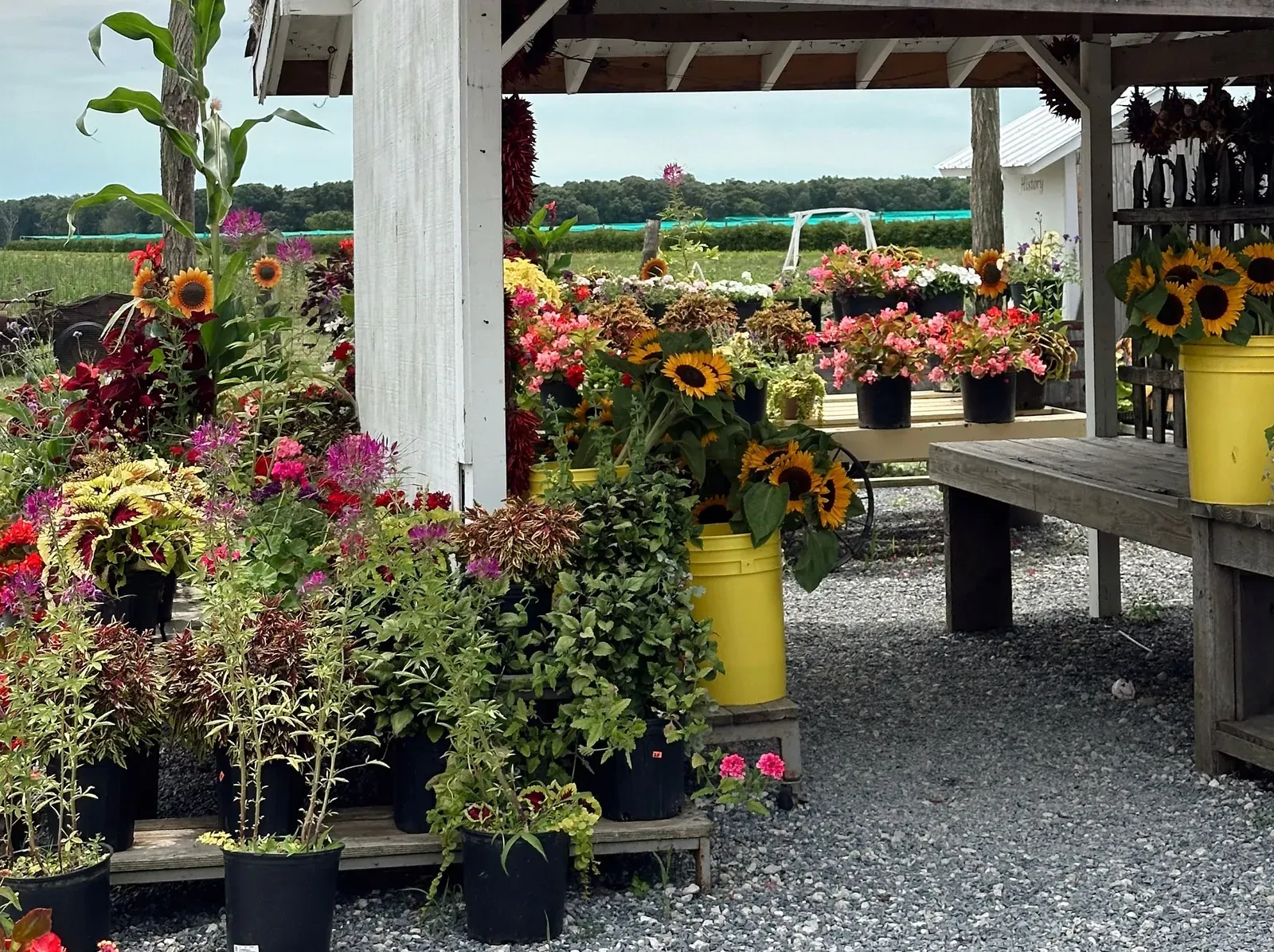 A North Fork farm stand with sunflowers and potted summer flowers under a wooden roof