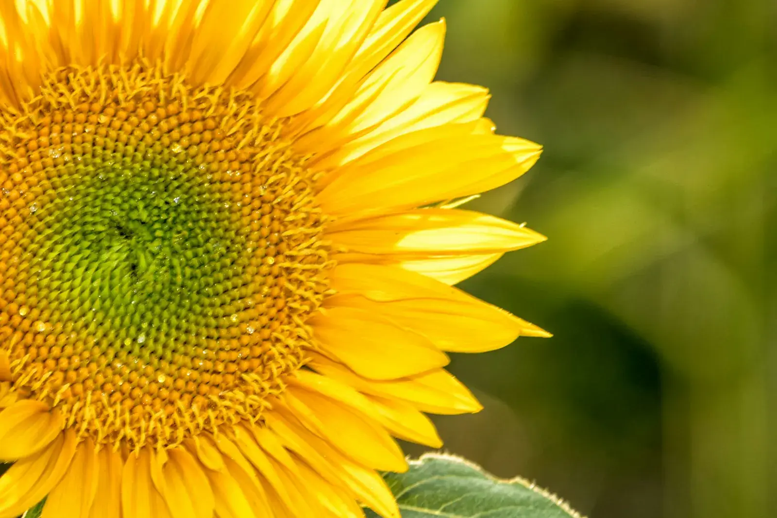 Close-up of a sunflower in bloom at a North Fork farm