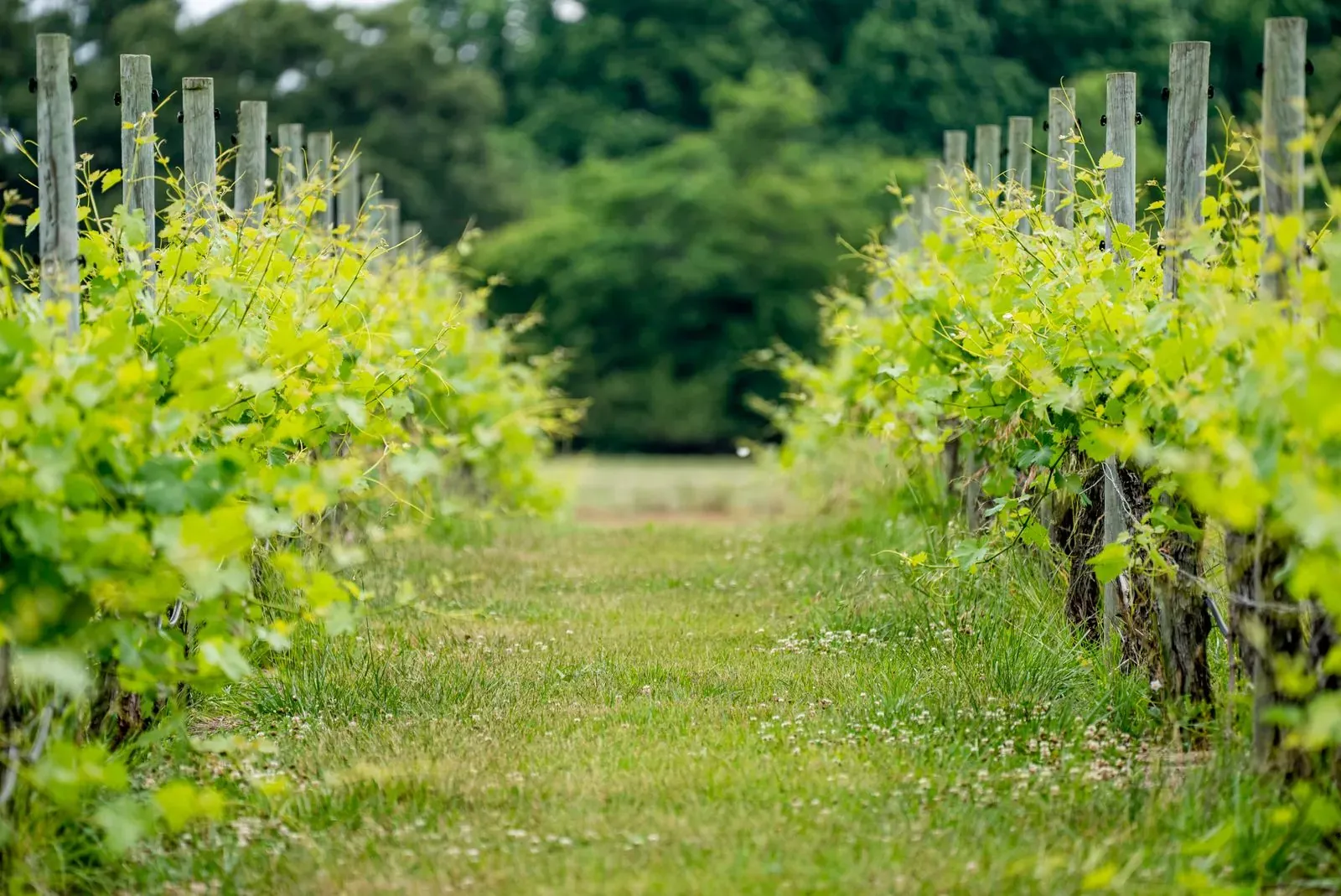 Rows of grapevines in a North Fork vineyard