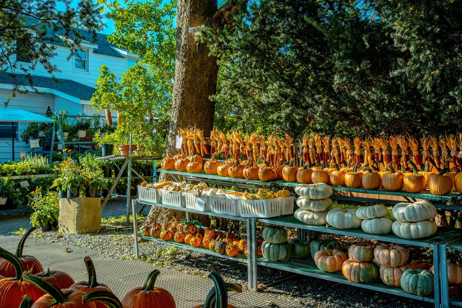 Pumpkins, gourds and dried corn on display at a farm stand in Riverhead in autumn